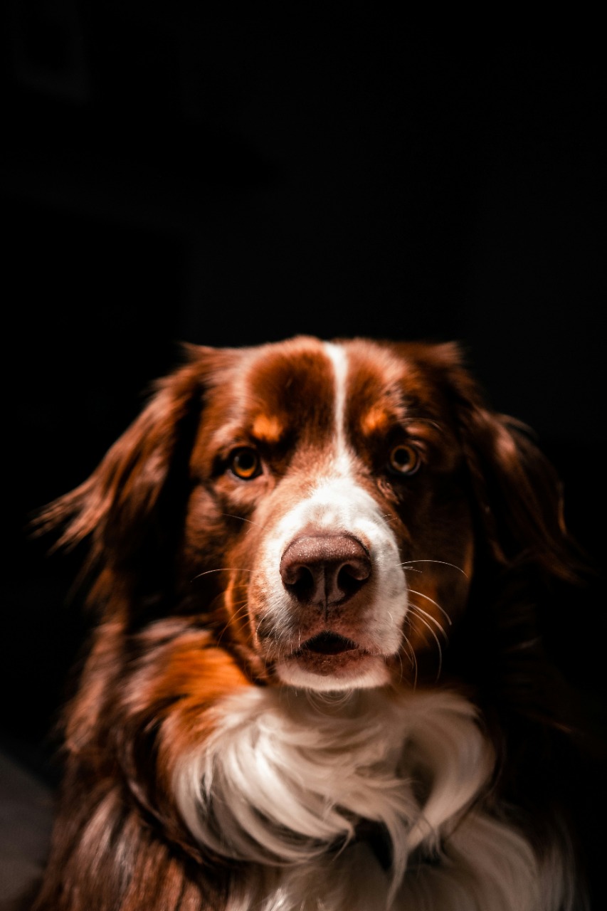 Pet source photo example